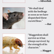 Image for article titled Cockroach King Concerned Over Recent Rise Of Bedbugs